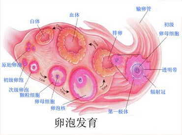 2024广州人民供卵试管多少钱婴儿成功率预估,附真实助孕经验